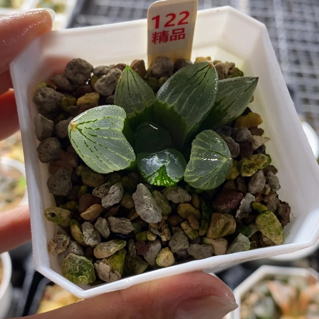 122虞美人寿一物一图