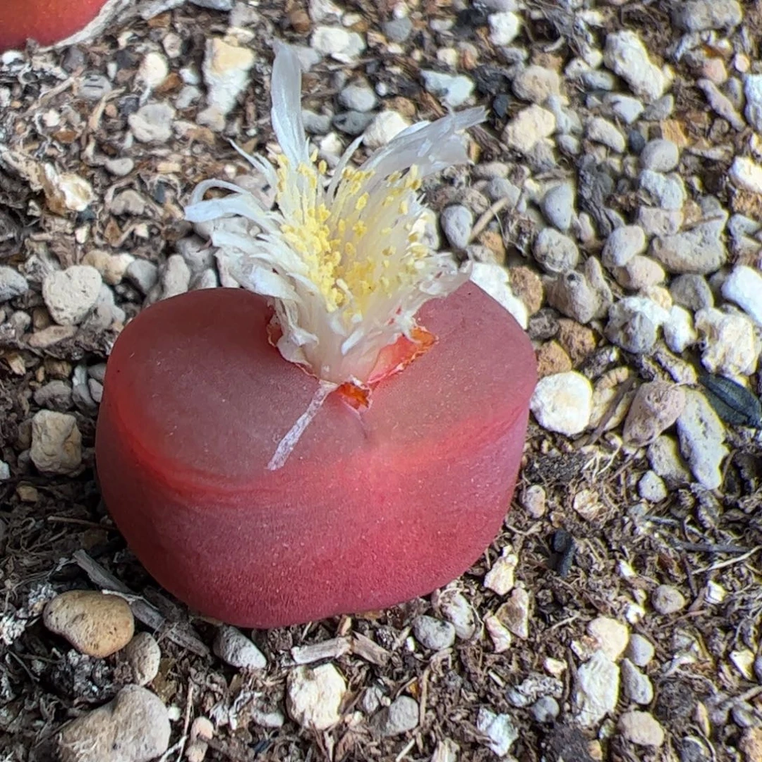 0132号y280 毛 多肉植物