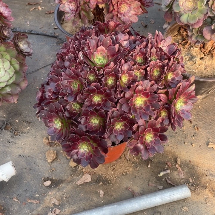 322安娜法师多肉不售后