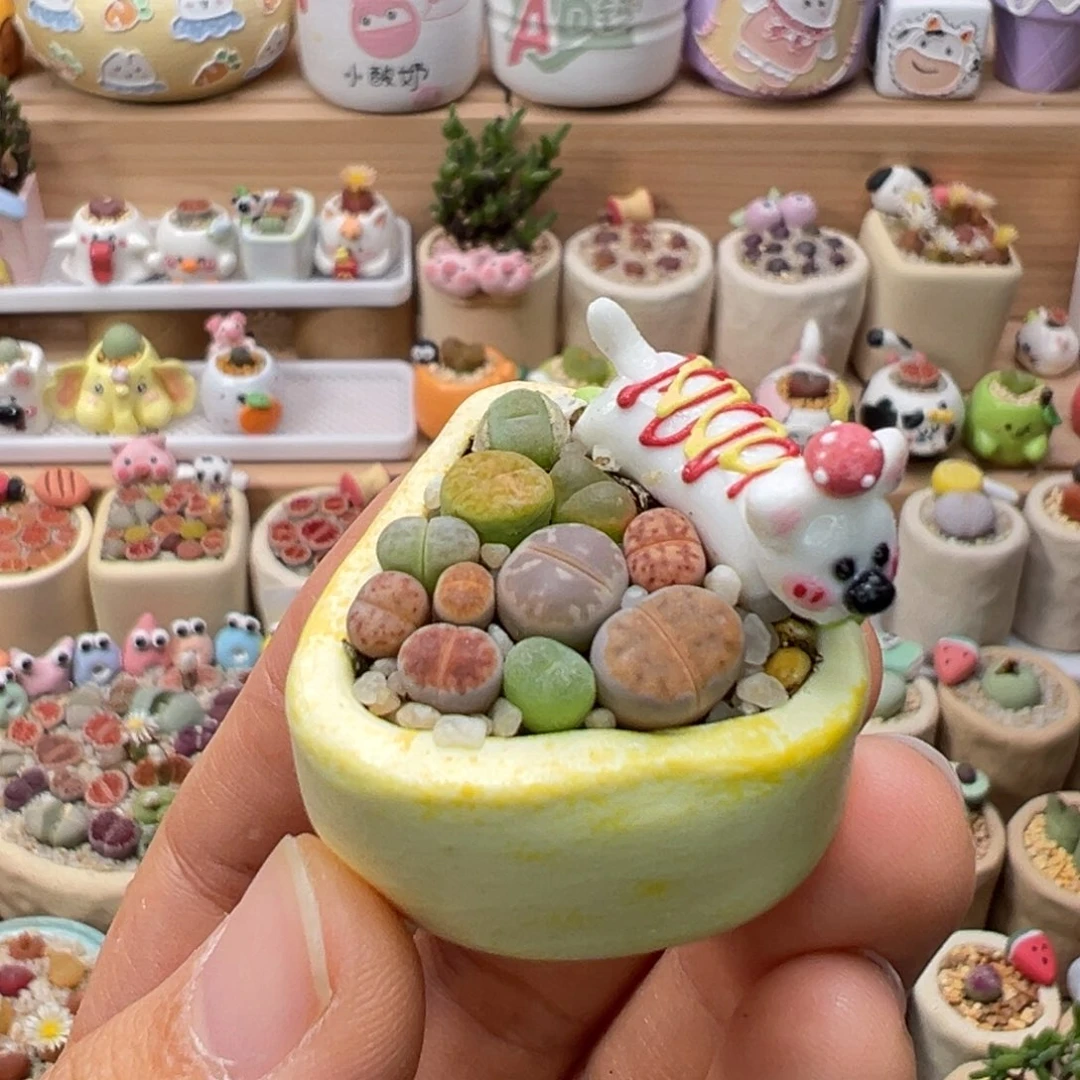 多肉植物78号彩色