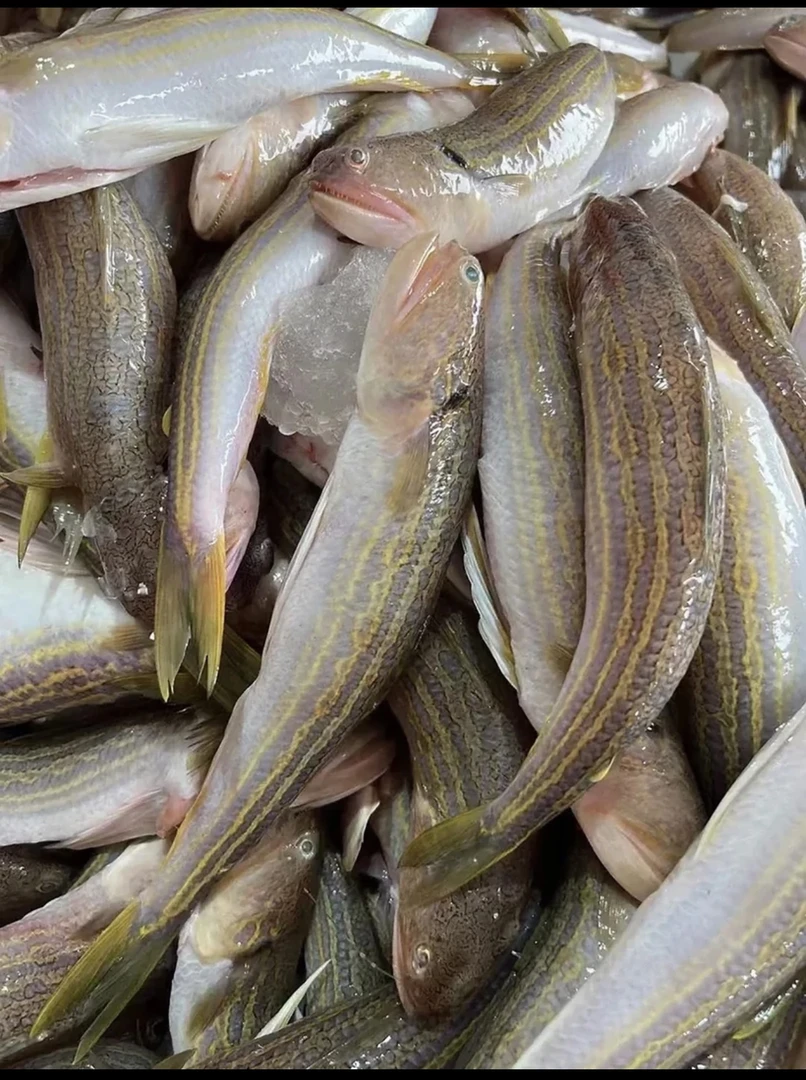 惠来神泉港 那哥鱼 帮杀一包8两 发5包