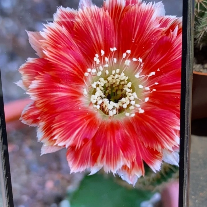 香香丽花侧芽1.5公分左右