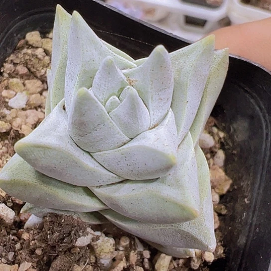 犀牛9.9包邮也哦肉植物