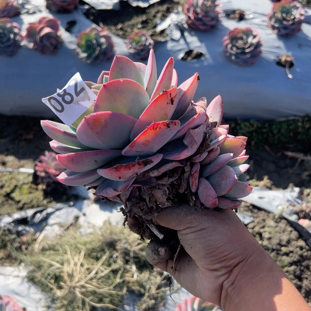 K****a082布鲁蓝多肉