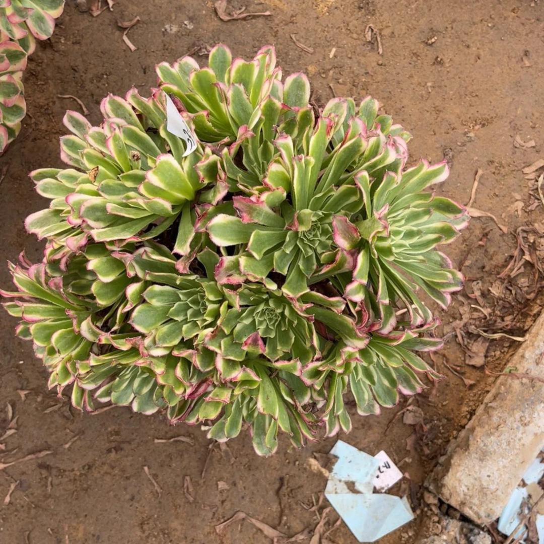 荧光仙魔掐心绣球多肉