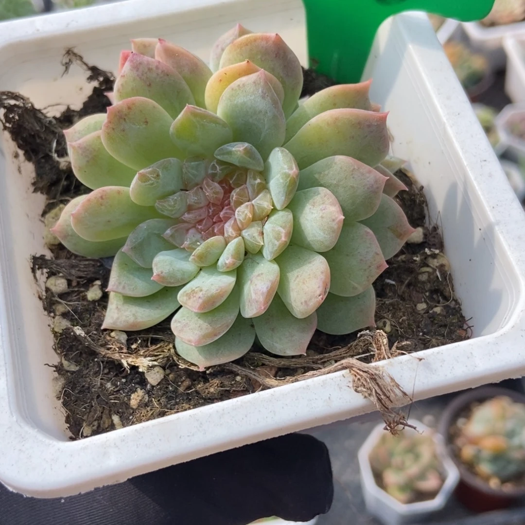 783冰魄缀多肉植物