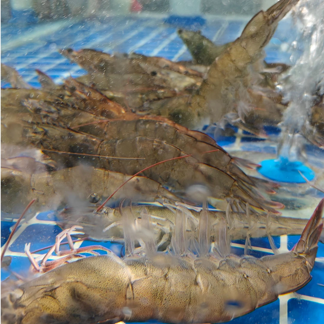 【睡着琅岐黄虾】3斤琅岐黄虾-福建省外液氮锁鲜隔天发货