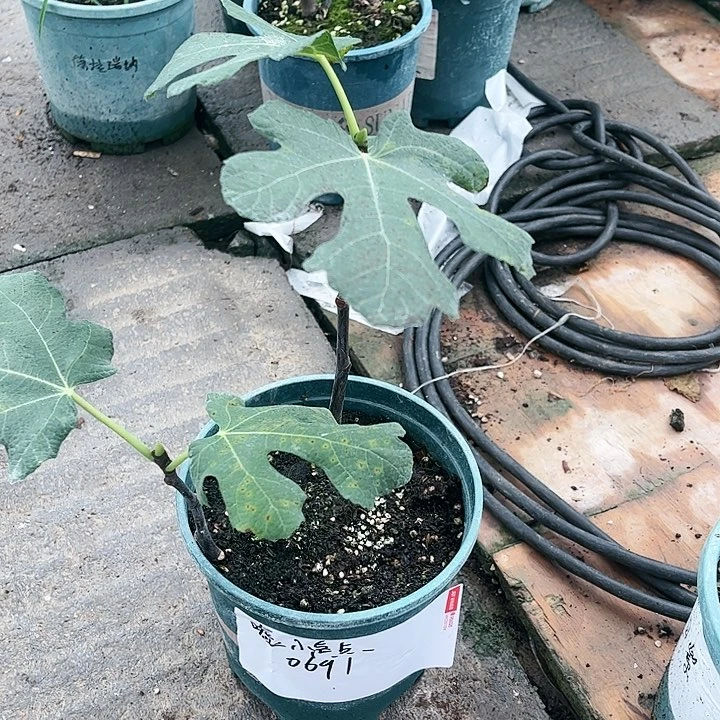 无花朵直播间一物一拍盲盒