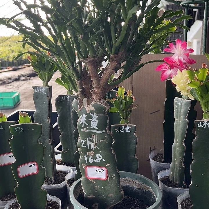 夫***到当前无花朵，栽培后可花朵米资