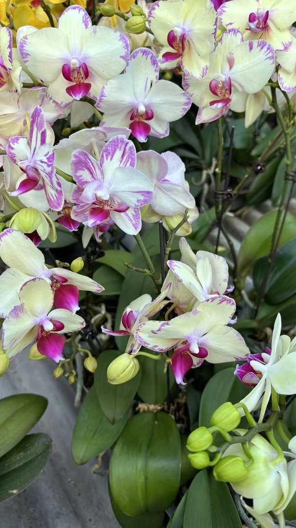 【绿闪电2.8寸杯】梦语花卉 精品蝴蝶兰 家用观赏美观