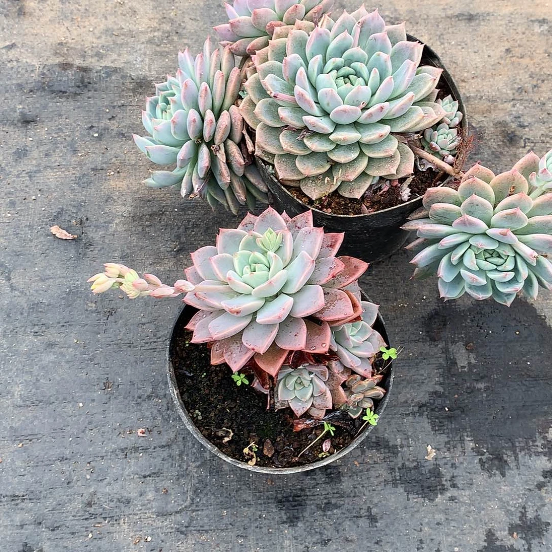 ?****?两颗多肉23-100.23-101