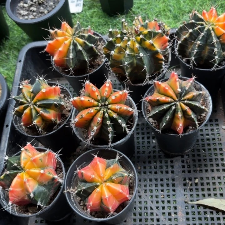 二个实生牡丹锦量拍