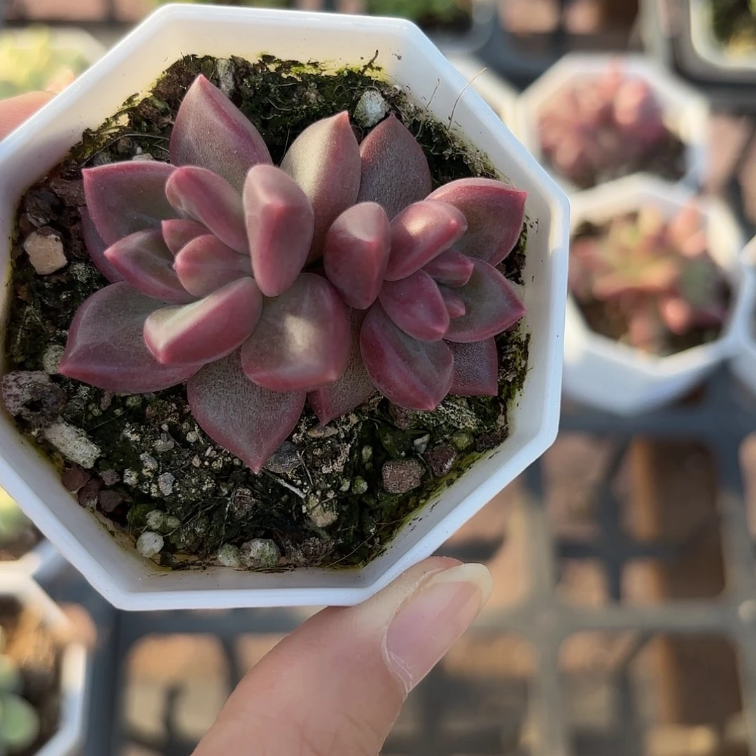 精品迷雾泡泡多肉植物