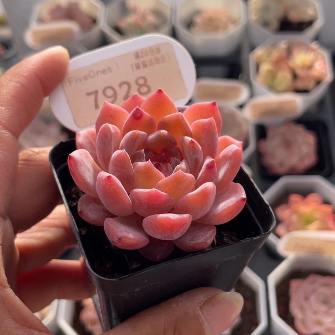 果冻珊瑚7928-5.0厘米