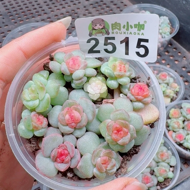 多肉植物多肉植物