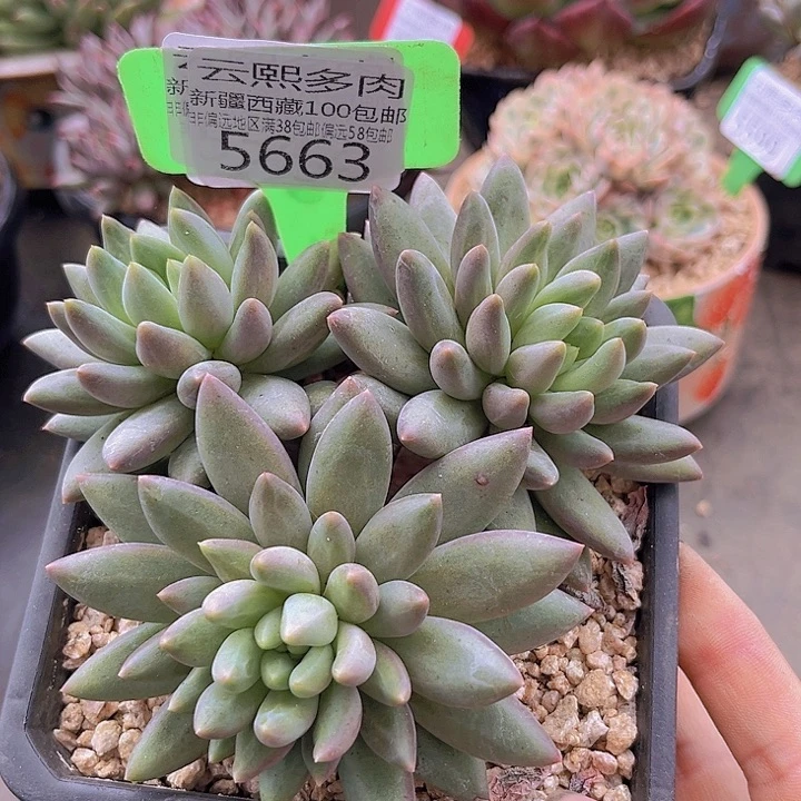 5663水晶球有砍。