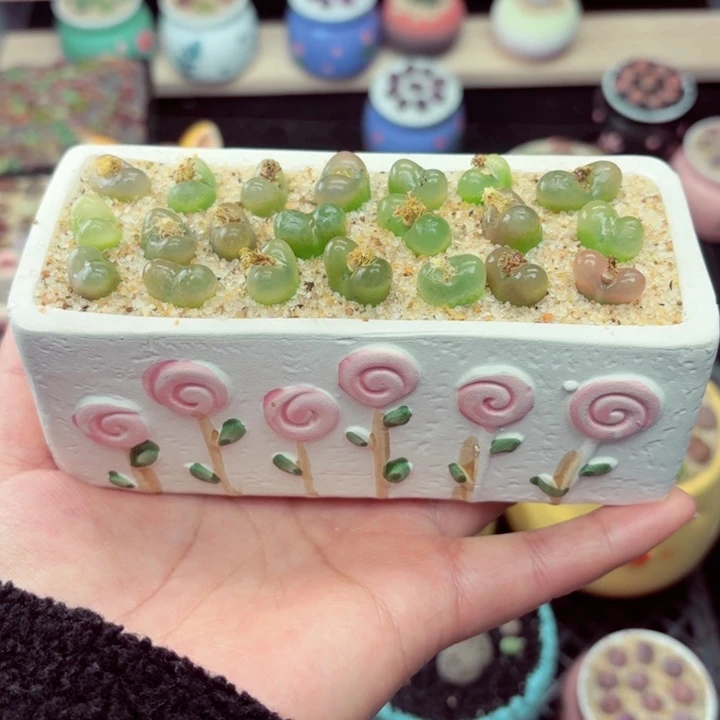 519零下地区记得拍保温箱