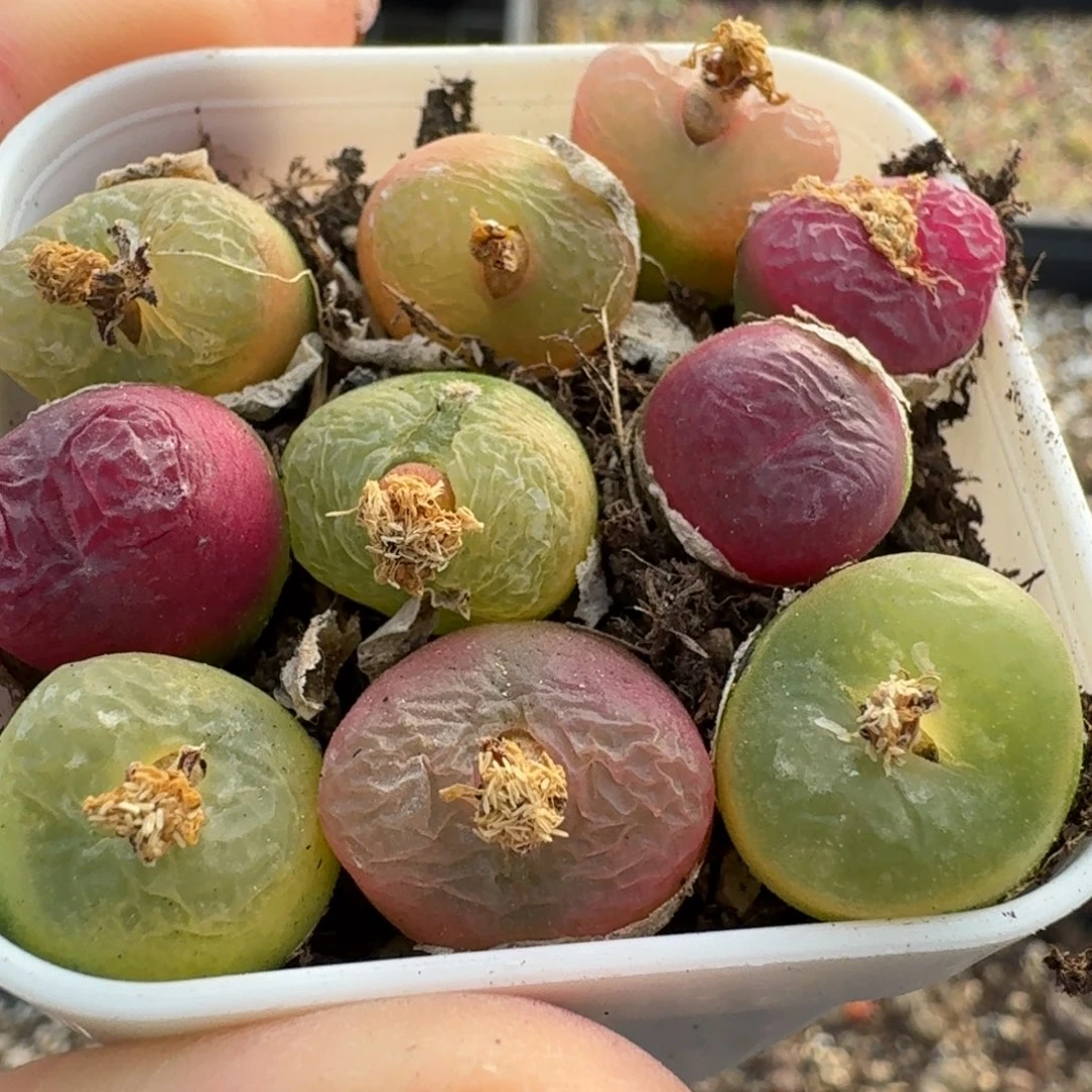 669毛汉尼十颗000脱土发货