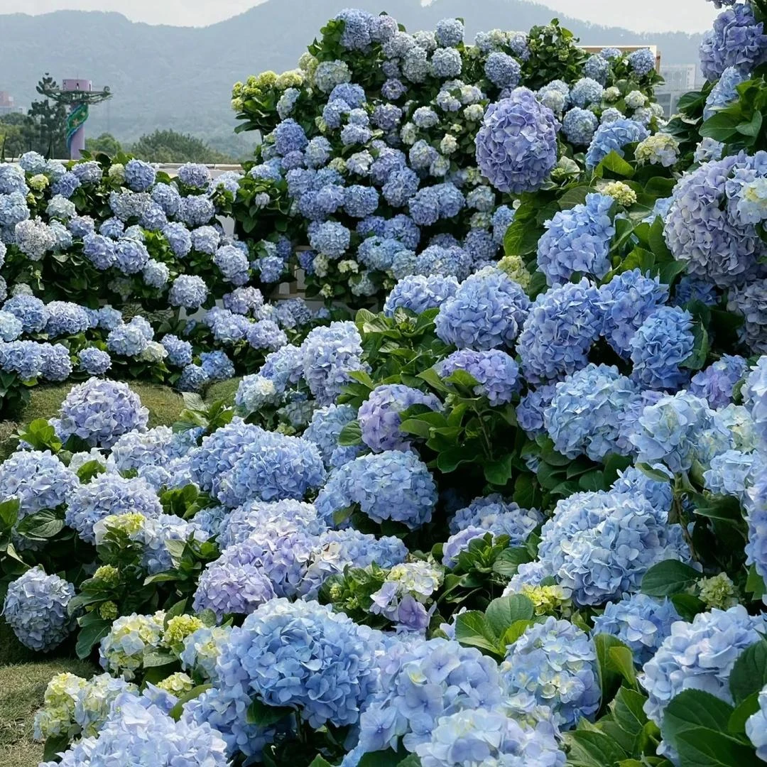 一物一拍【大海兰】大花型 直立性好 新老枝开花盆栽绣球