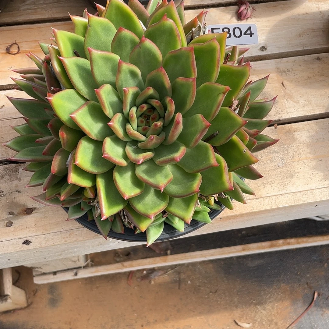 若如东云单拍F804