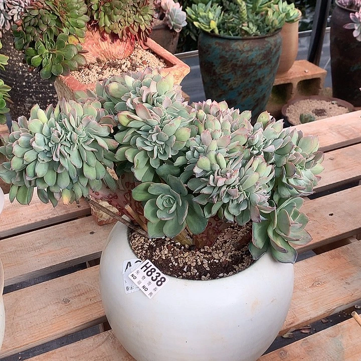 霞光缀化 全场8折 需要要延迟发货