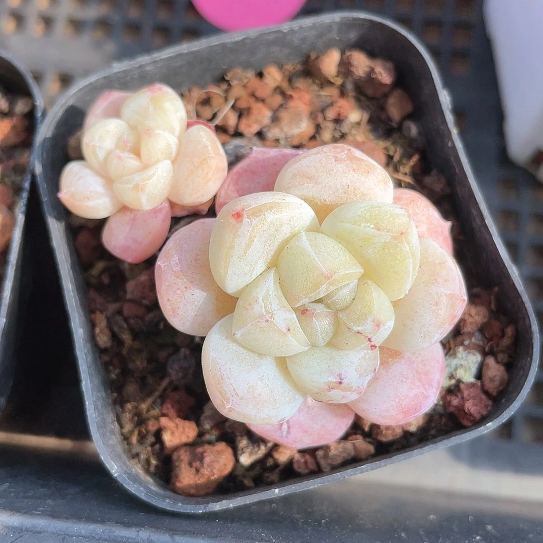 优选冰玉福利8940