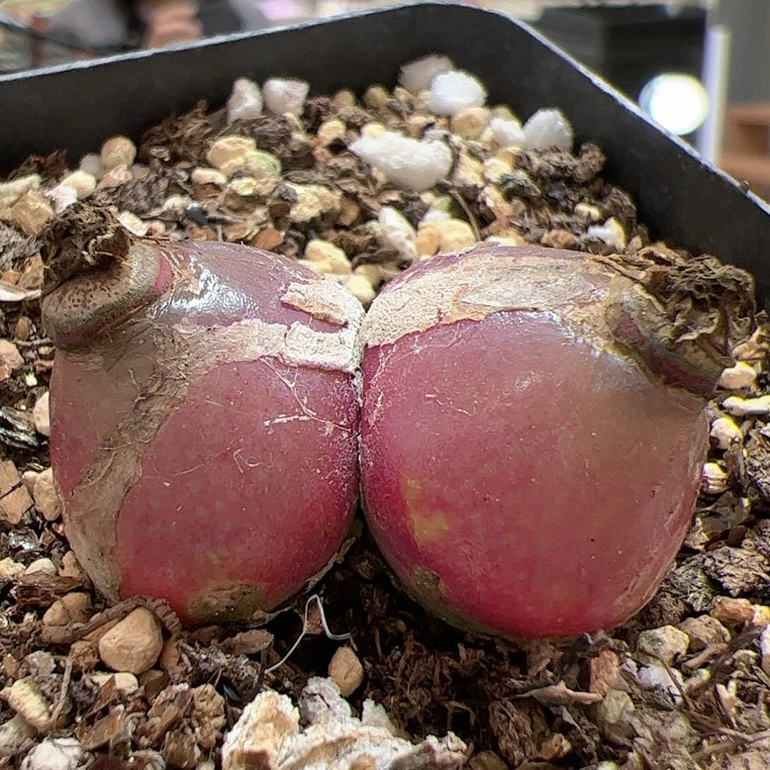 【闪购商品】148 福利