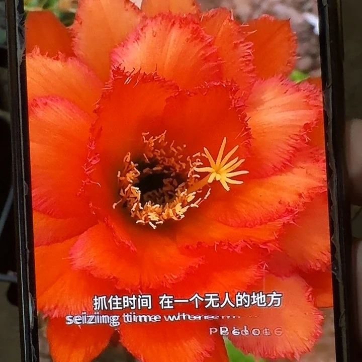 欢茄侧芽5公分左右毛花柱（20包邮）