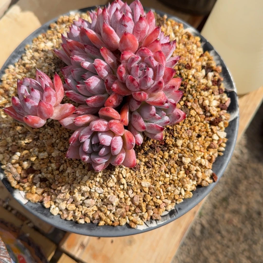 寄养多肉植物链接