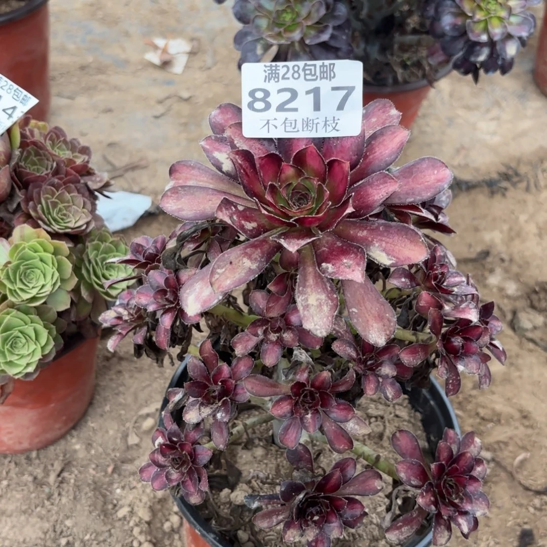 魅力多肉植物11-8217