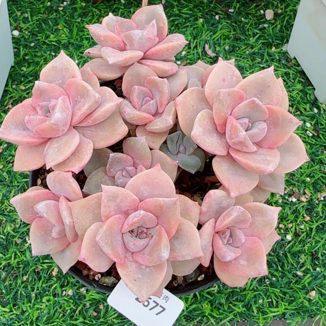 彩虹糖，2677多肉植物