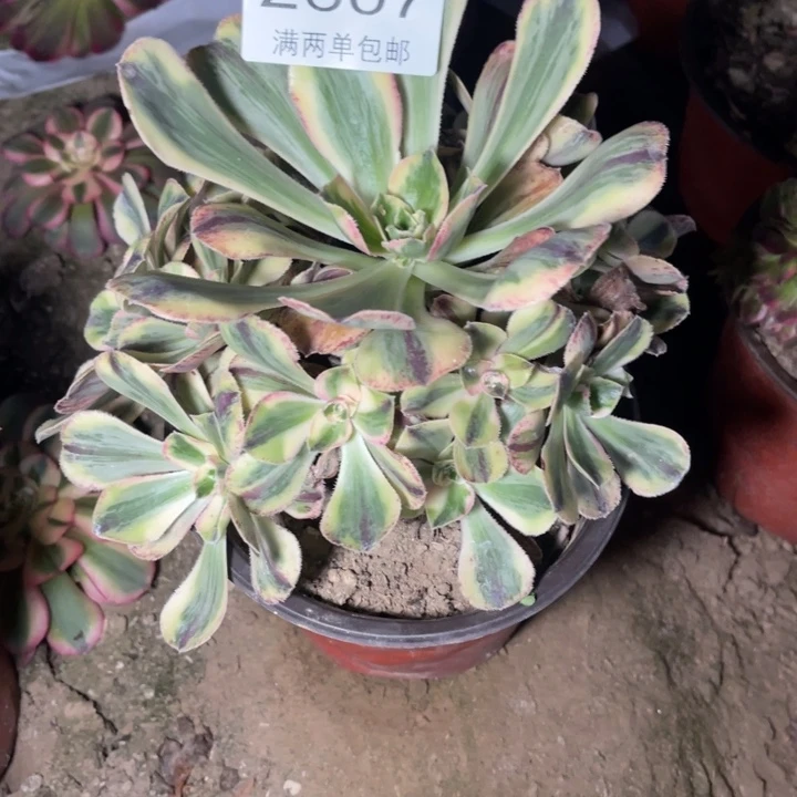 青花瓷的人多肉的人2607