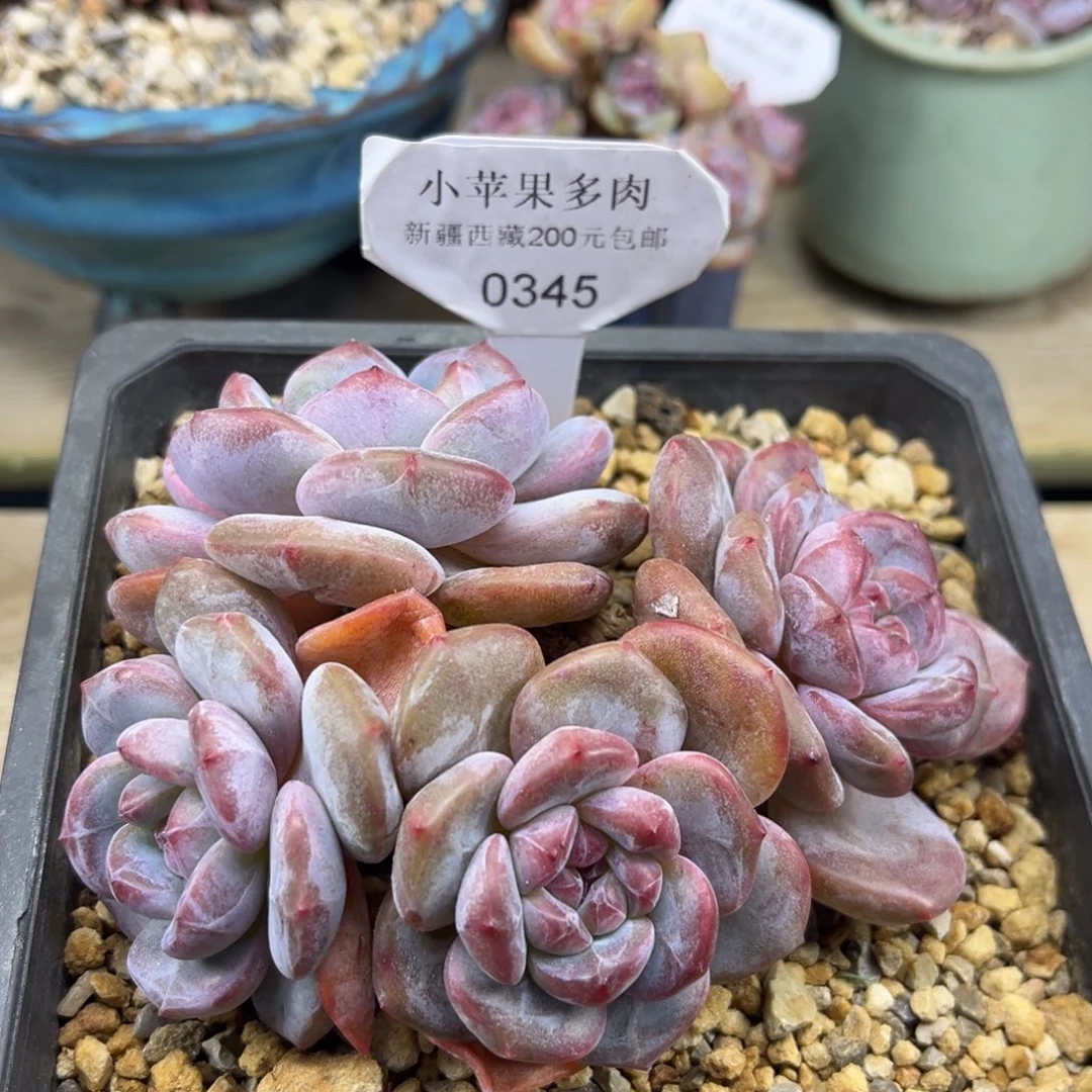 绿底紫心345/13cm4头有砍