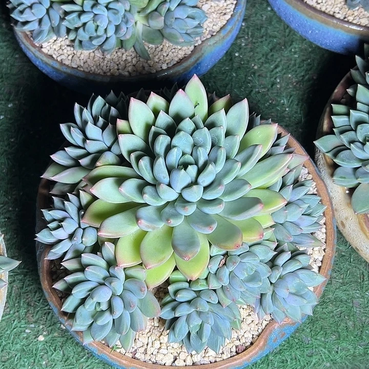 红象牙手捧群生多肉