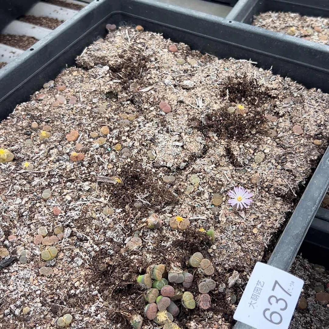 0000637量拍编号丢失风铃5颗