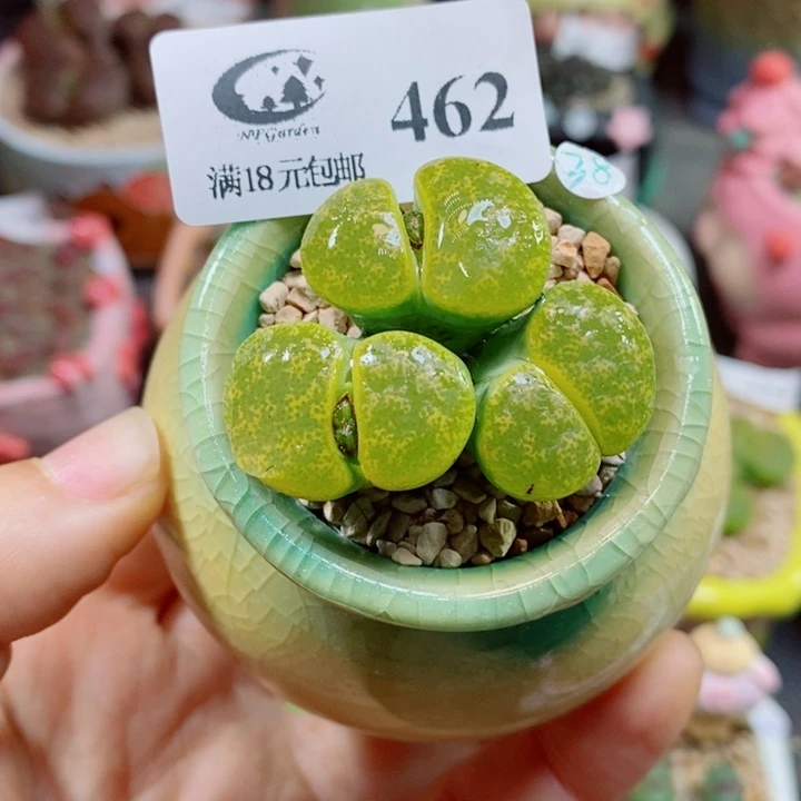 生石花花花花花花花花462