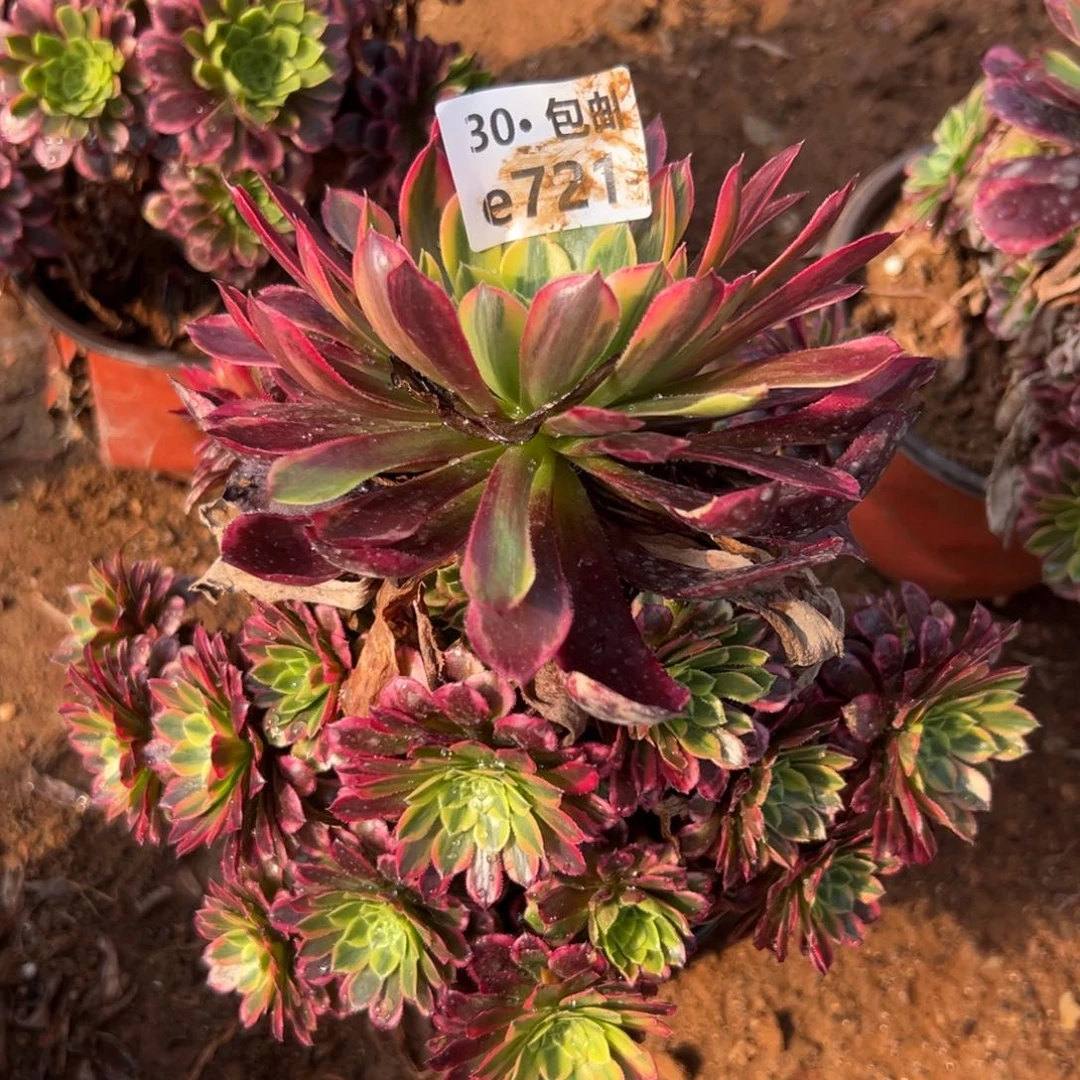 72朝霞多肉法师处理