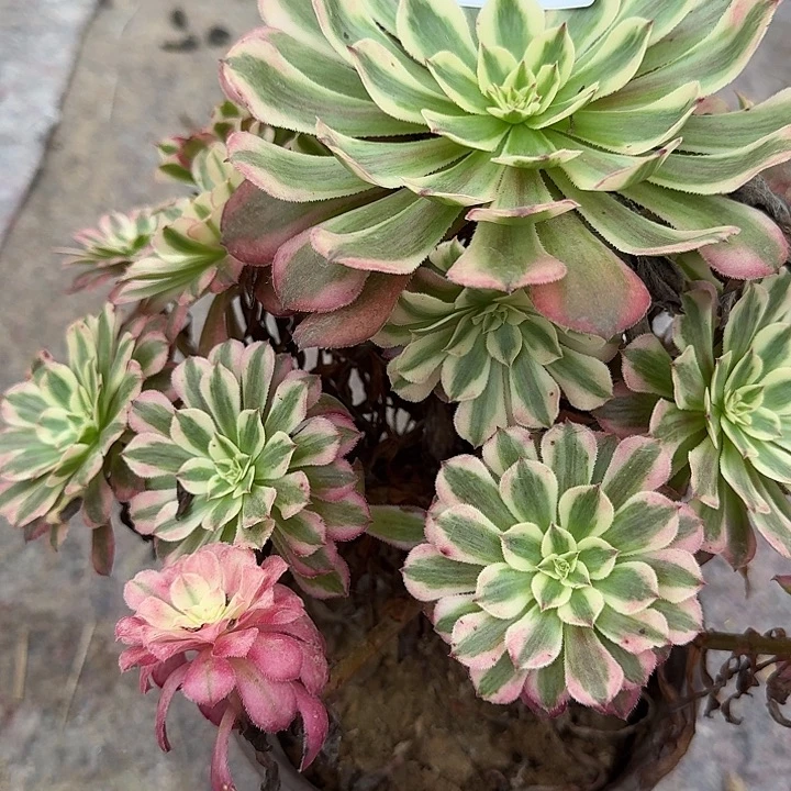 0778红铜白多肉植物