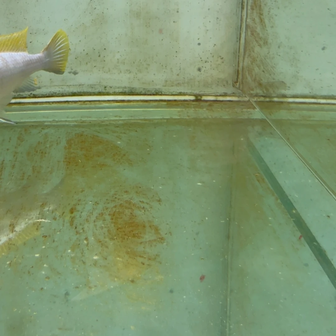 慈鲷1030蓬勃斑马。