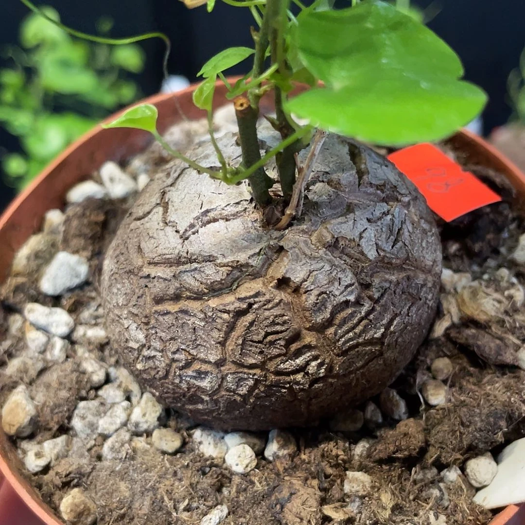 53龟甲龙不退不换