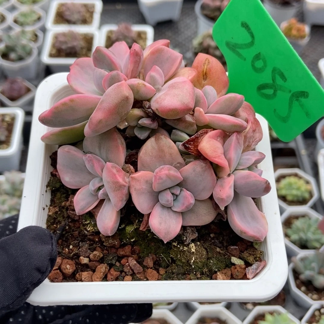2085彩虹糖锦多肉植物保护