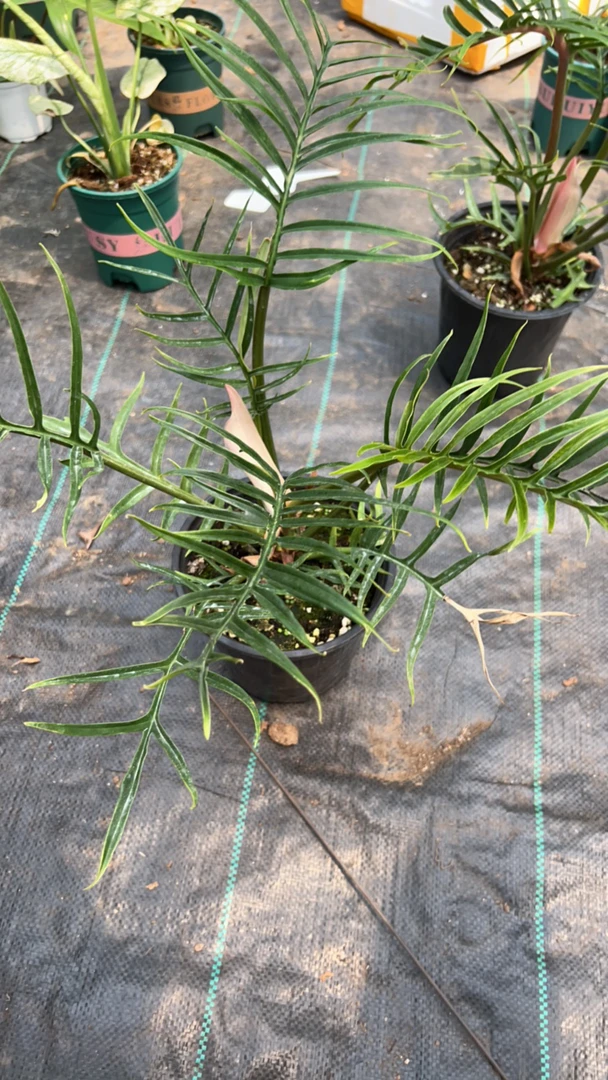 鱼骨蔓绿绒一物一拍，拍下不退不换，轻微叶损不包，偏远地区不包邮