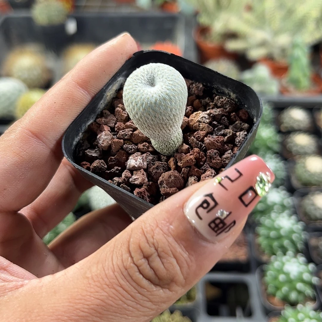 单头实生月世界单头发