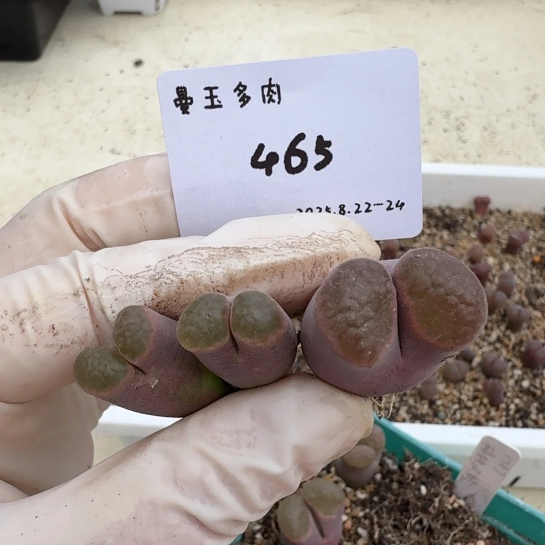 丁***加多肉多肉多肉8.24-465磁铁1787