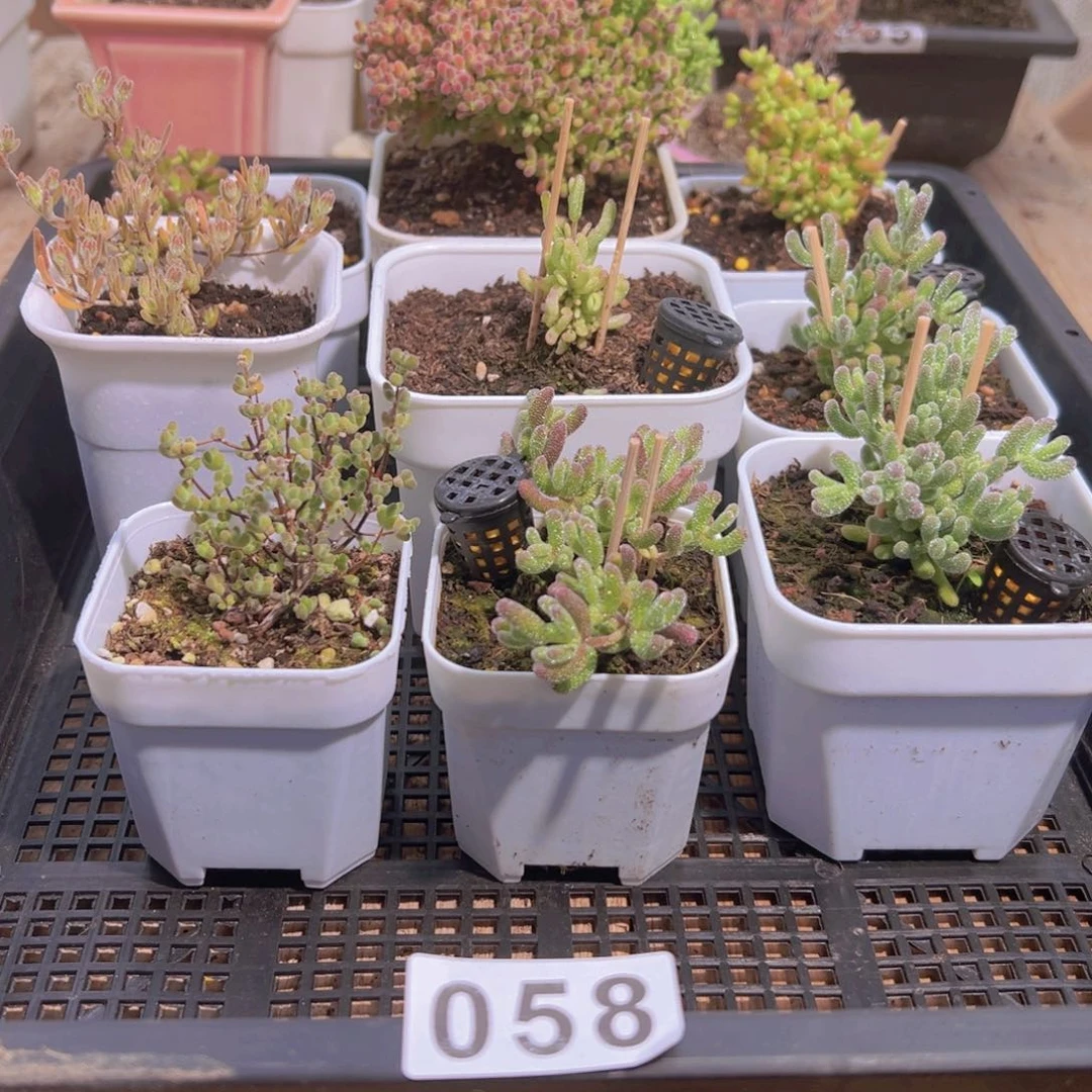 枝干番杏多肉植物058