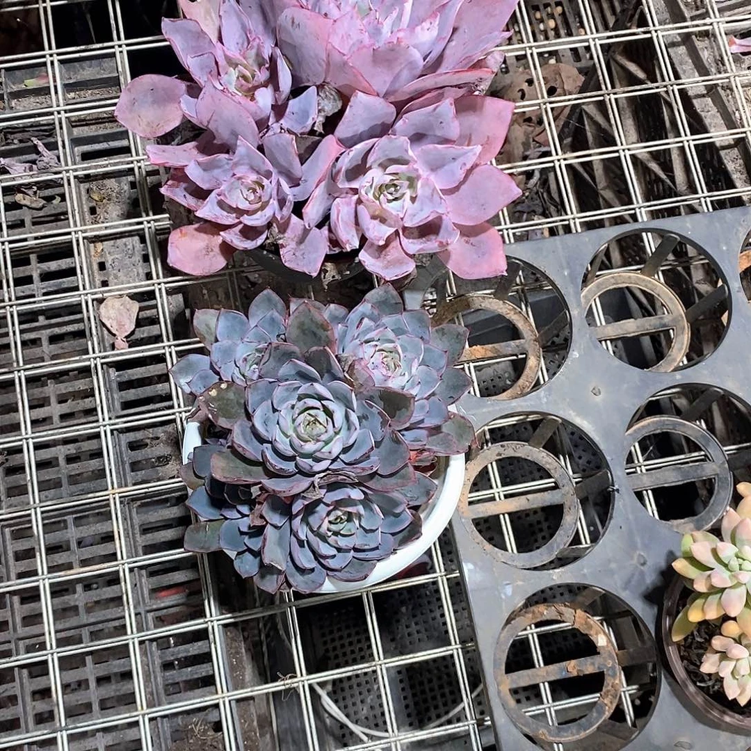 吁***小晚霞，赫拉9536定向两颗