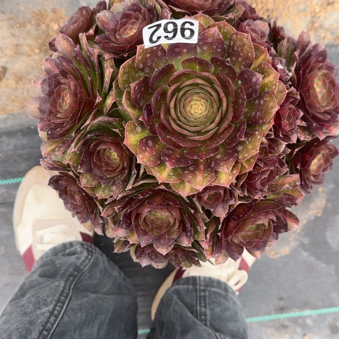 962抹茶多肉植物