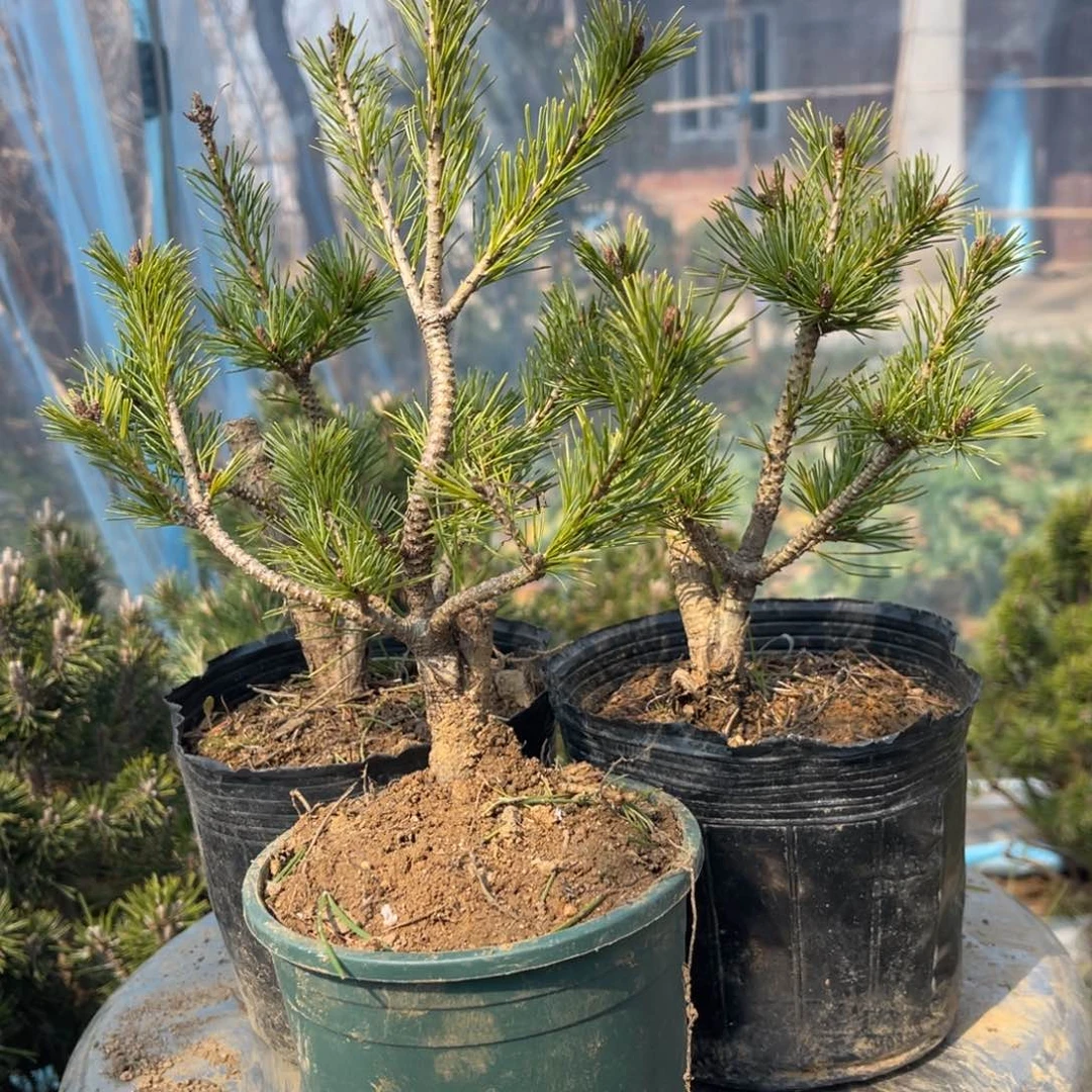 磁*王辛乐五针松三颗60