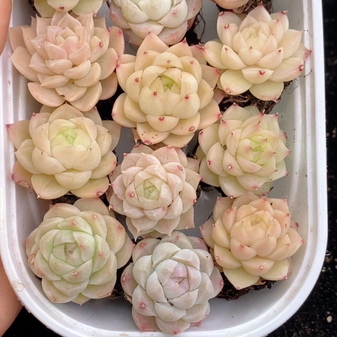 2-178 新疆西藏内蒙不发其他一单包邮两到三公分多肉