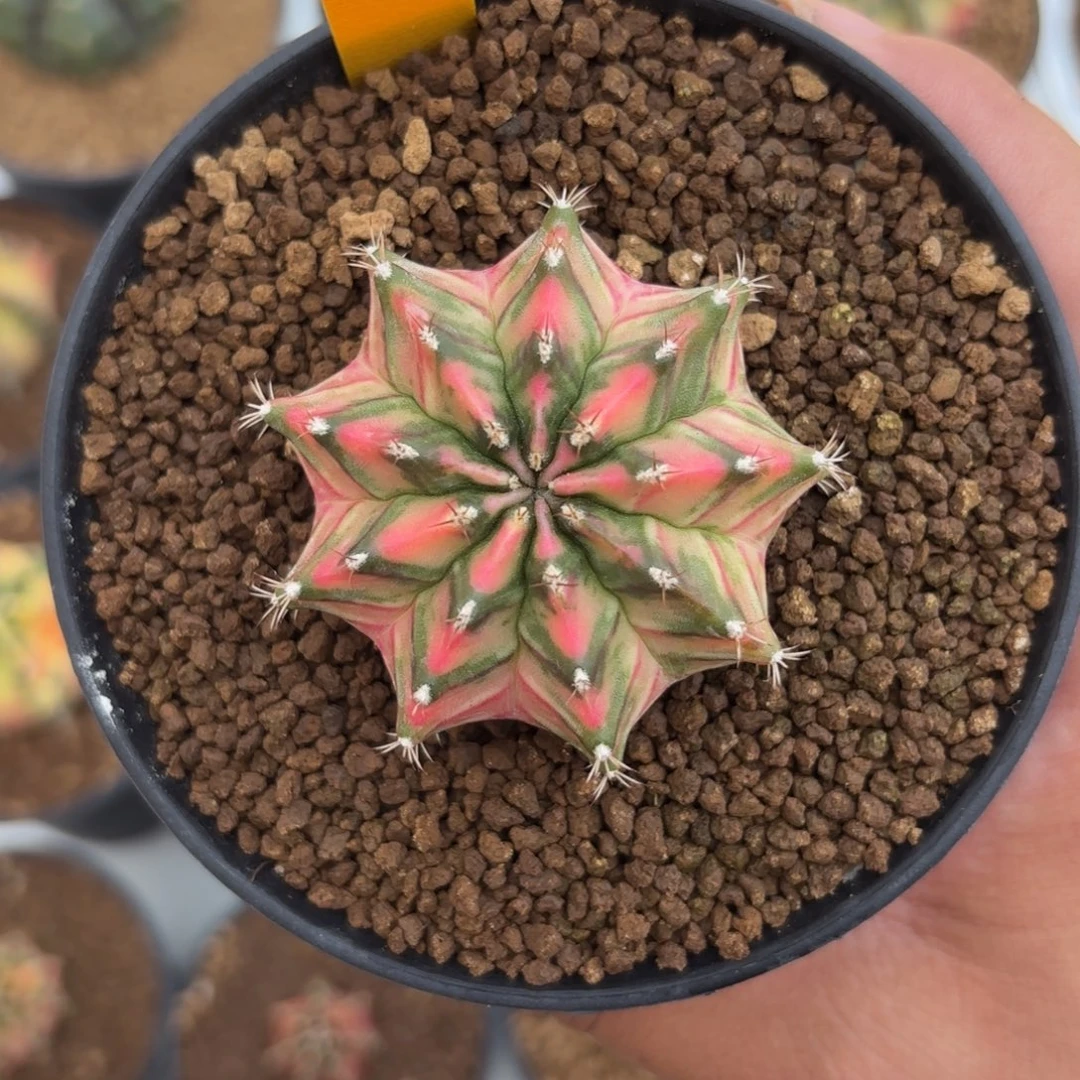 129-0101泰国发货多肉